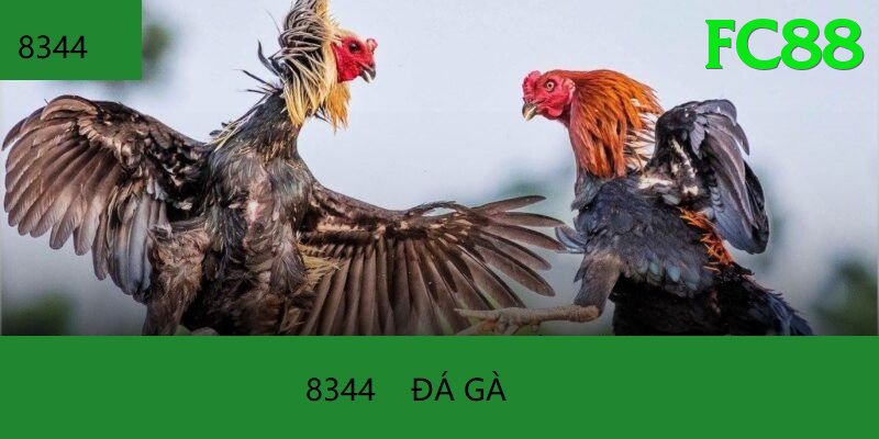 Đá Gà Trực Tiếp - Ưu đãi đặc biệt - Game nhập vai